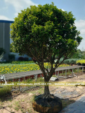 Cay Nguyệt Quế đẹp cao 2m