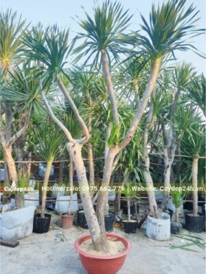 Cây trưởng thành cao hơn 3m, có 2 thân