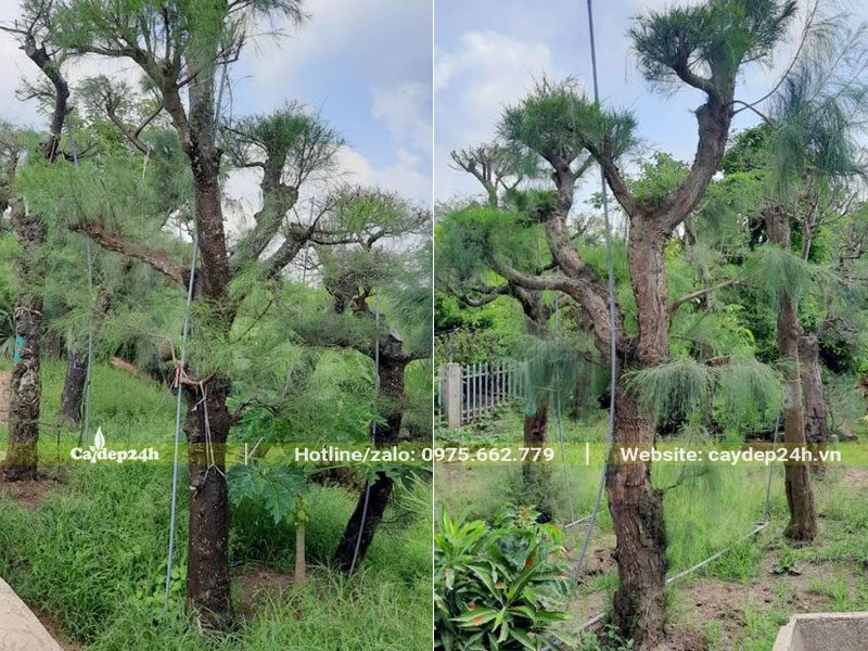 Phi Lao cổ thụ đang dâm ủ