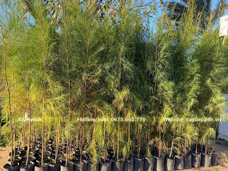 Cây nguyên bầu, chiều cao khoảng 1,5m có sẵn số lượng lớn