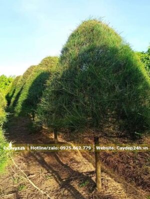 Phi Lao tán hình nón, đường kính tán 120cm