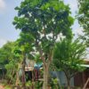 Cây Sa Ke công trình cao 4m, tán đẹp