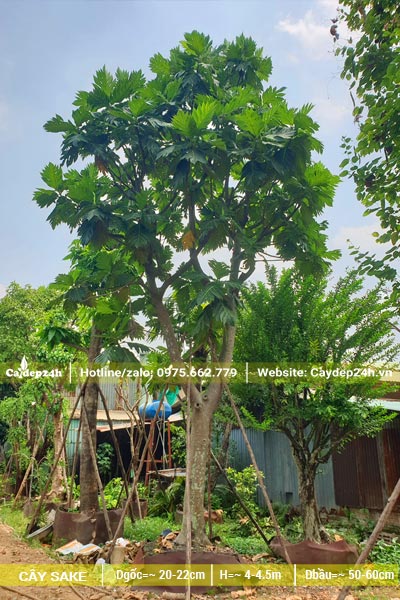 Ngắm cây Sa Kê lâu năm, chiều cao khoảng 4m, đường kính gốc 20cm