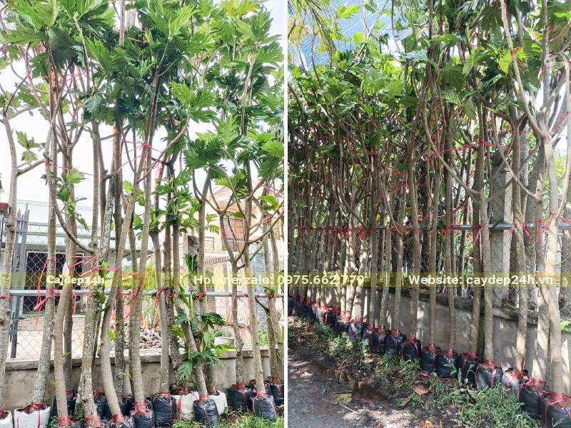 Số lượng lớn cây Sa Kê trưởng thành, cao 3 - 3,5m với đường kính gốc 5 - 8cm
