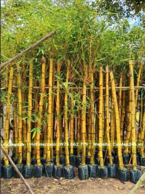 Tre vàng dâm ủ sẵn trong bầu
