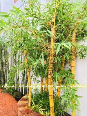 Khóm cây tre vàng trồng trong bồn đất trong khuôn viên biệt thự