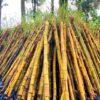 Cây Tre Vàng trồng công trình, đã dâm ủ kỹ, chiều cao 2m