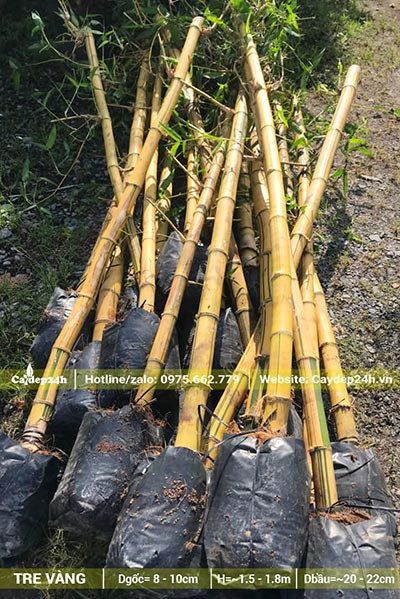 Cây Tre Vàng kích thước lớn, đốt dài đến 20cm