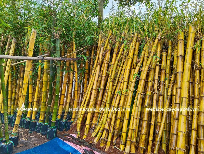 Hàng trăm cây Tre Vàng cao 2m, dâm ủ trong và ngoài bầu