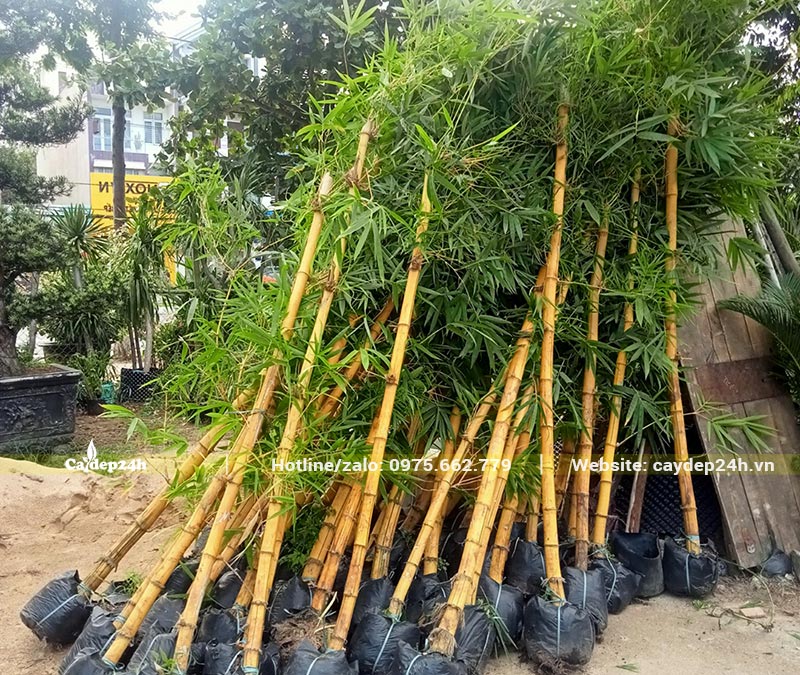 Hơn 30 cây Tre Vàng được xếp riêng để giao cho khách