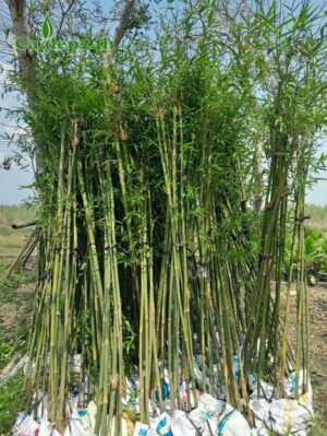 Cây Trúc Cần Câu dáng thẳng đẹp, màu sắc xanh tươi