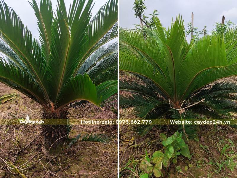 Vườn cây Vạn Tuế trưởng thành, chiều cao khoảng 80 - 100cm tính cả thân và cành lá