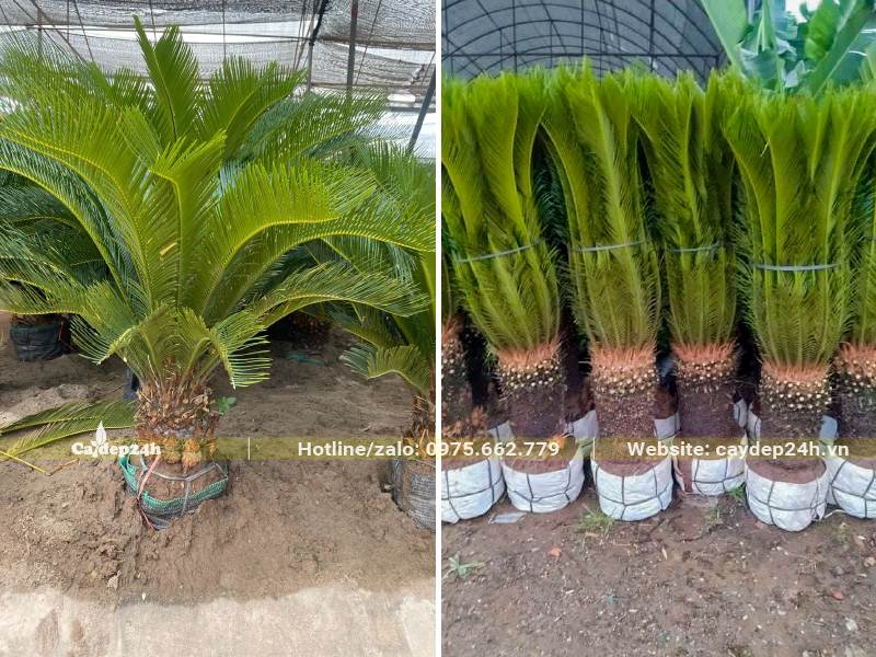 Cây Vạn Tuế cảnh lộ thân 30 - 40cm