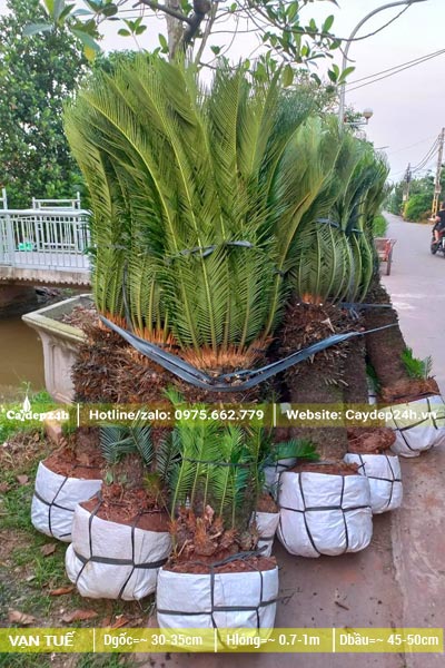 Hơn chục cây Vạn Tuế lâu năm, chiều cao thân khoảng 80 - 100cm