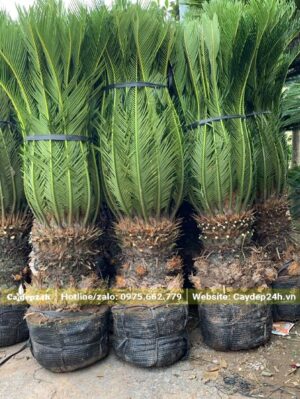 Ở gốc cây Vạn Tuế có các củ nhỏ có thể tách để nhân giống