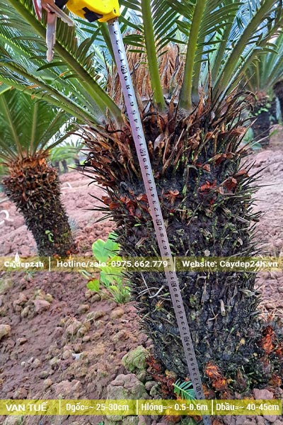 Đo thực tế cây Vạn Tuế tại vườn, chiều cao thân khoảng 55cm