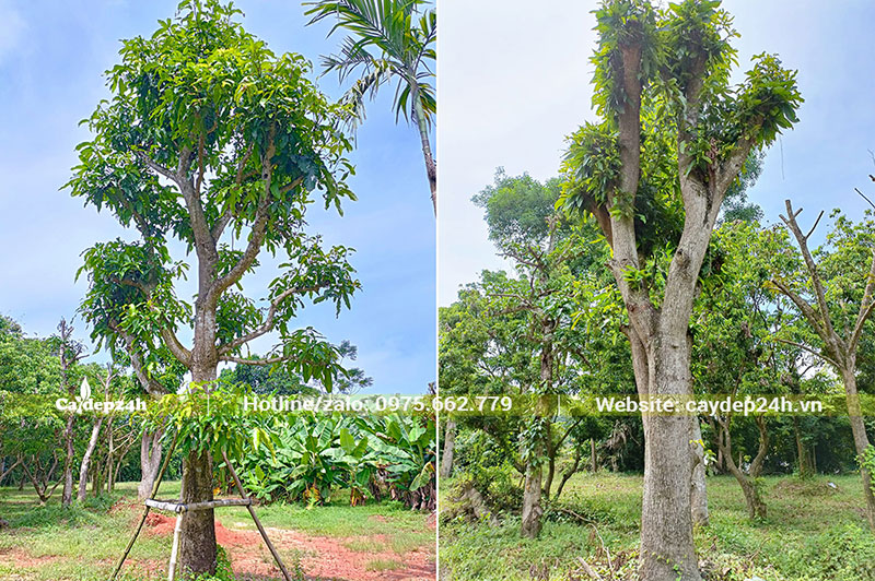 Dự án trồng cây Xoài cổ thụ tại Phú Thọ