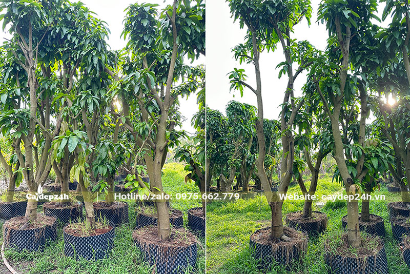 Cây Xoài dâm ủ trong bầu nổi, chiều cao khoảng 2,5m