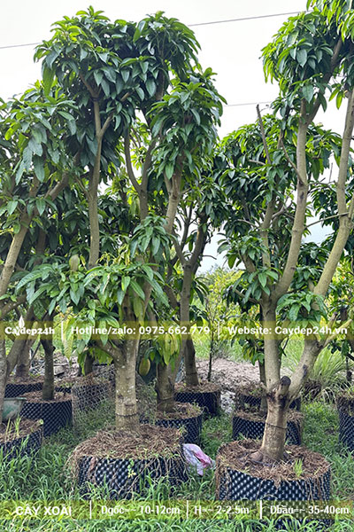 Cung cấp số lượng lớn cây Xoài dâm ủ bầu nổi, đk bầu 50 - 60cm