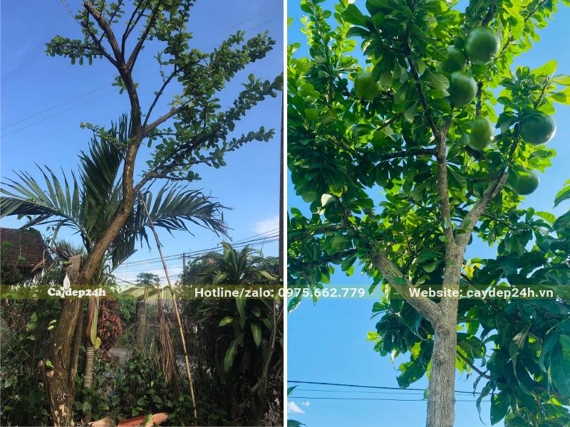 Những cây Đào Tiên cao 5 - 6m đã trồng được một thời gian dài