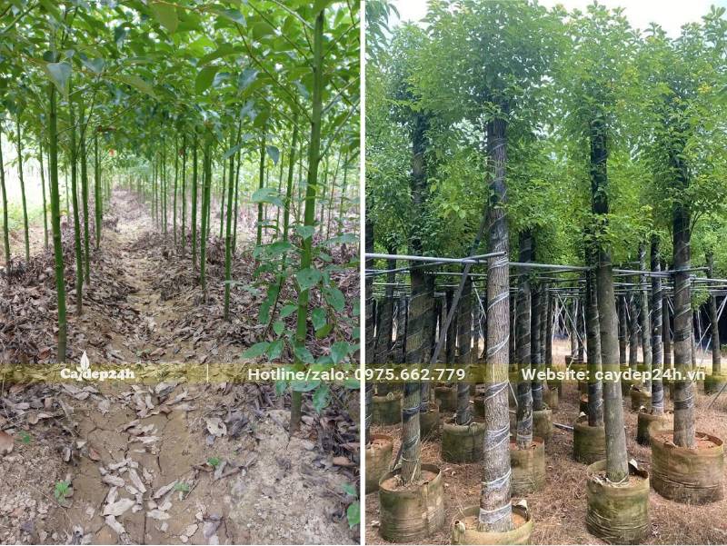 Vườn trồng Long Não và vườn dâm ủ cây lớn luôn có sẵn số lượng lớn