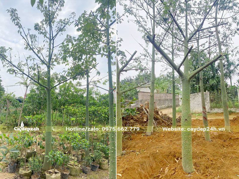 Đánh chuyển bầu và dâm ủ cây Mỹ Nhân công trình đã tỉa tai cành