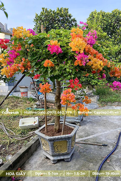 Cây Hoa Giấy ngũ sắc đk gốc 5 - 8cm