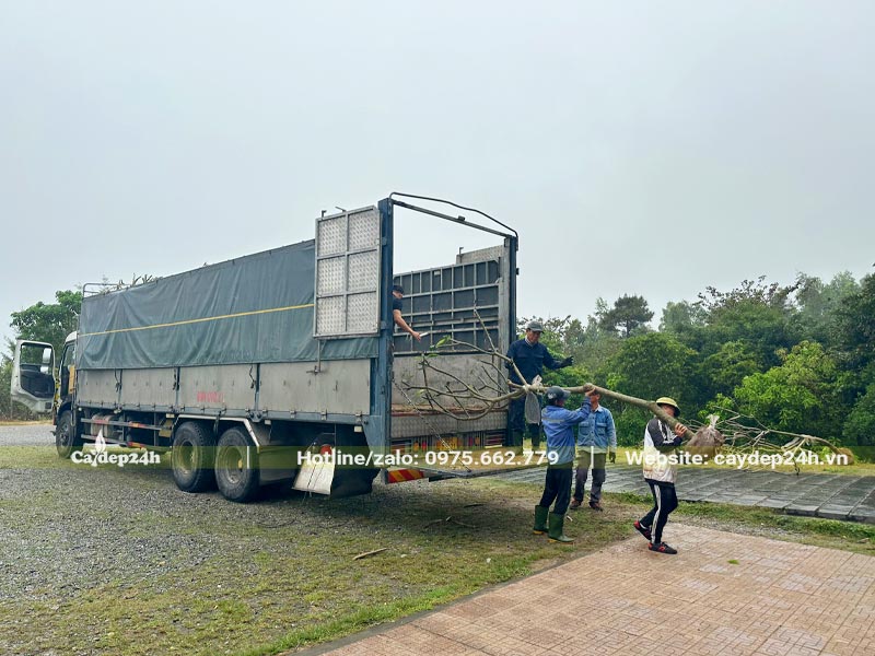Công nhân đang đưa cây từ trên xe xuống nơi trồng