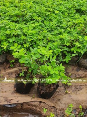 Cỏ Lạc giống chiều cao 10cm, đk bầu 12cm