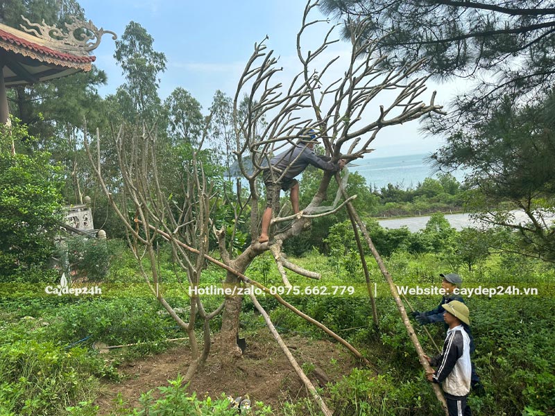 Dựng cọc chéo chống cành thân của cây Đại cổ thự