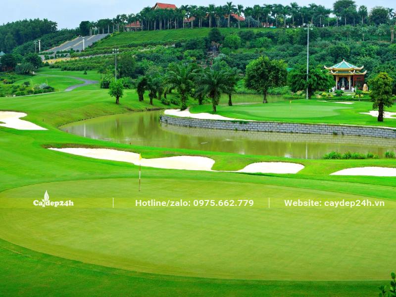 Sân golf sử dụng Cỏ Nhung Nhật trồng thành thảm xanh mướt