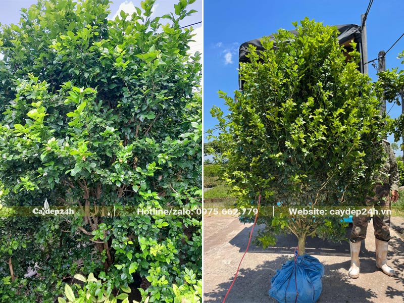 Bứng bầu và trồng cây Nguyệt Quế lâu năm trong sân vườn biệt thự