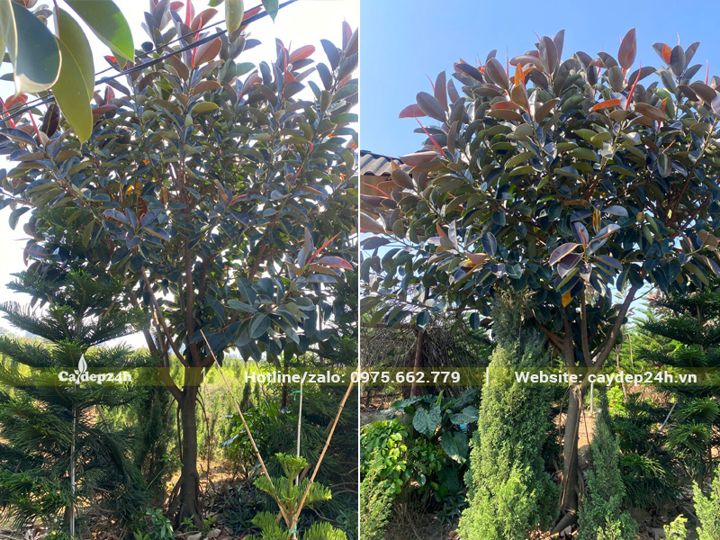 Những cây Đa Búp Đỏ tán đẹp, đường kính gốc 15 - 20cm