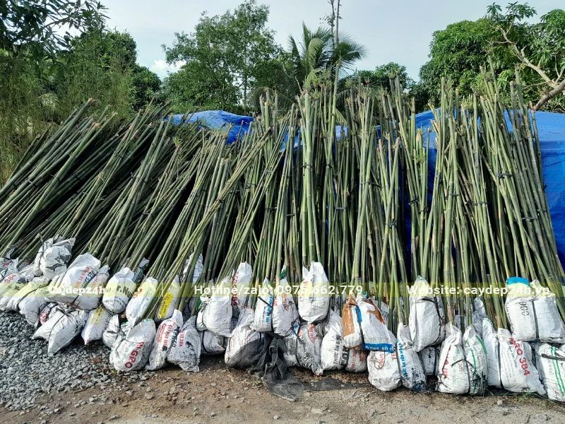 Tập kết cây tại công trình, khách hàng kiểm tra kỹ trước khi đưa đến vị trí trồng