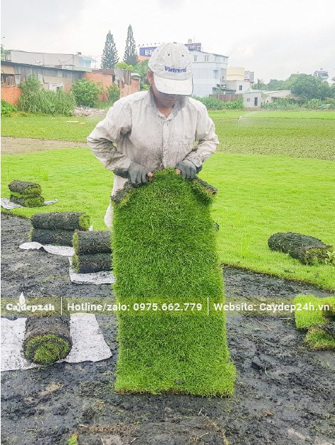 Công nhân đang cuộn thảm cỏ nhung nhật tại vườn