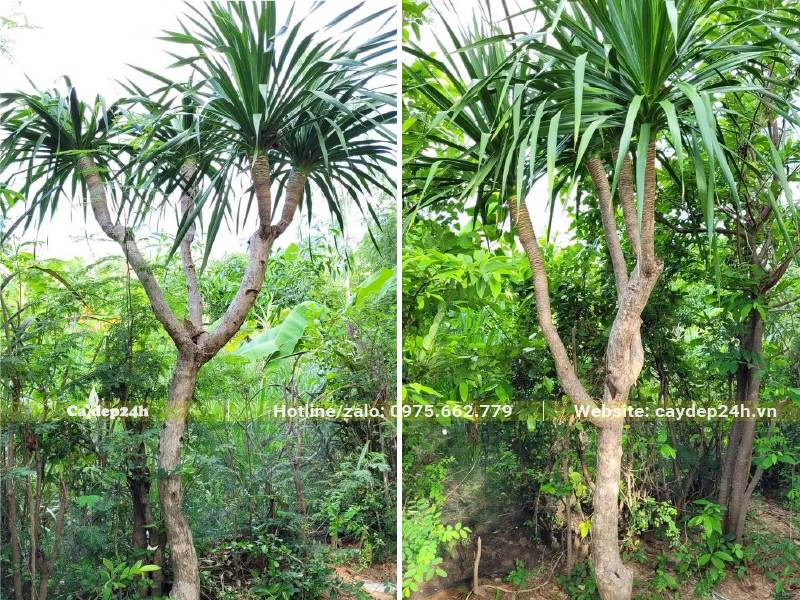 Vườn Phát Tài Núi cao 2m, đánh thẳng