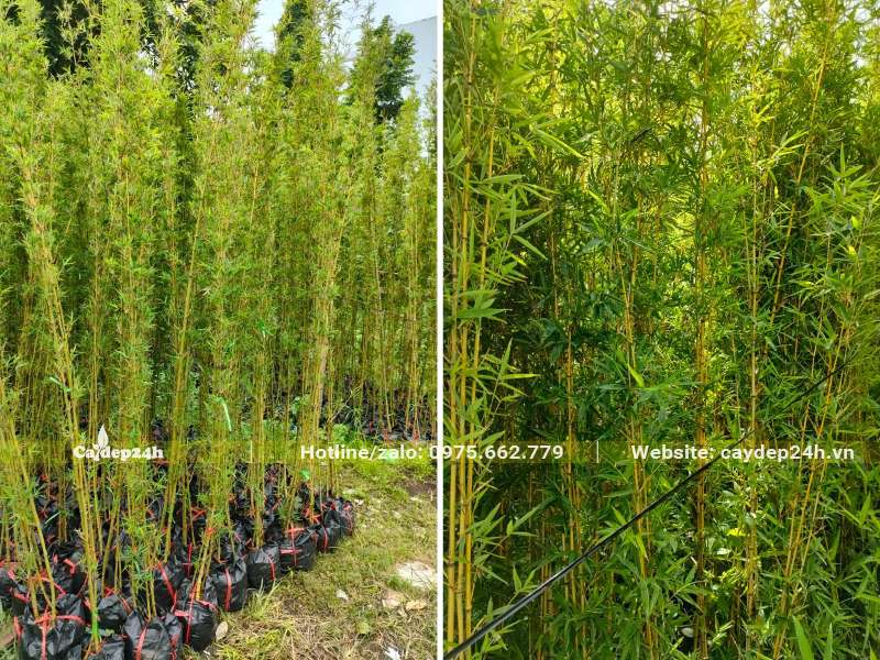 Hình dáng tổng thể cho đến thân cành và lá cây Trúc Quân Tử