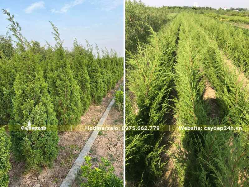 Hệ thống vườn ươm và dưỡng cây Tùng Tháp công trình
