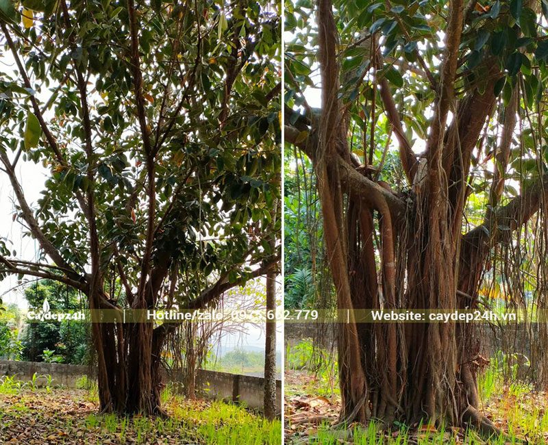 Cây Đa Búp Đỏ cổ thụ tán cao, tỏa rộng, bộ rễ phụ buông rủ xinh đẹp