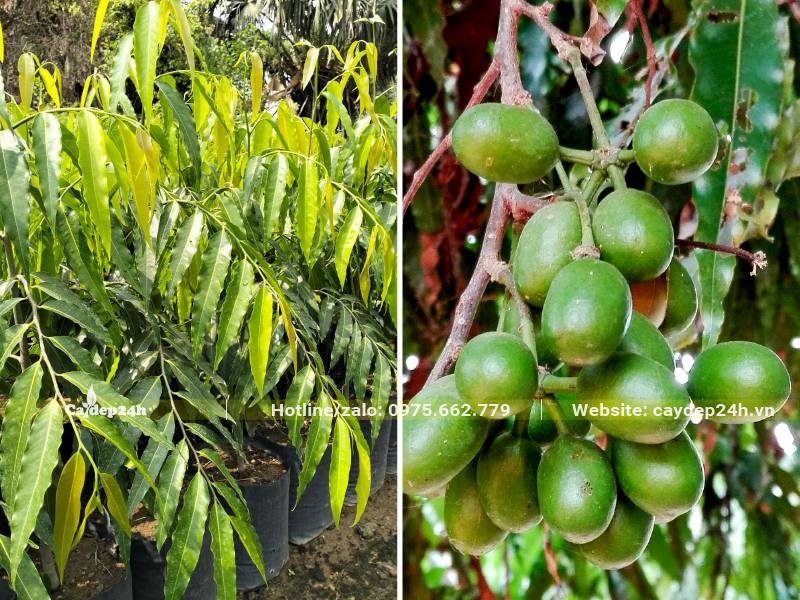 Cây giống Hoàng Nam nguyên bầu cao 50cm