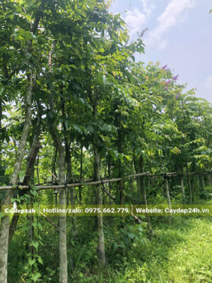 Những hàng cây bằng lăng dâm ủ được buộc và chống cẩn thận