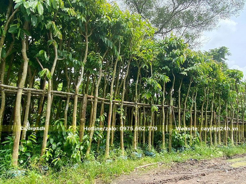 Cây Bằng Lăng cao gần 3m đang dâm ủ cả nghìn cây