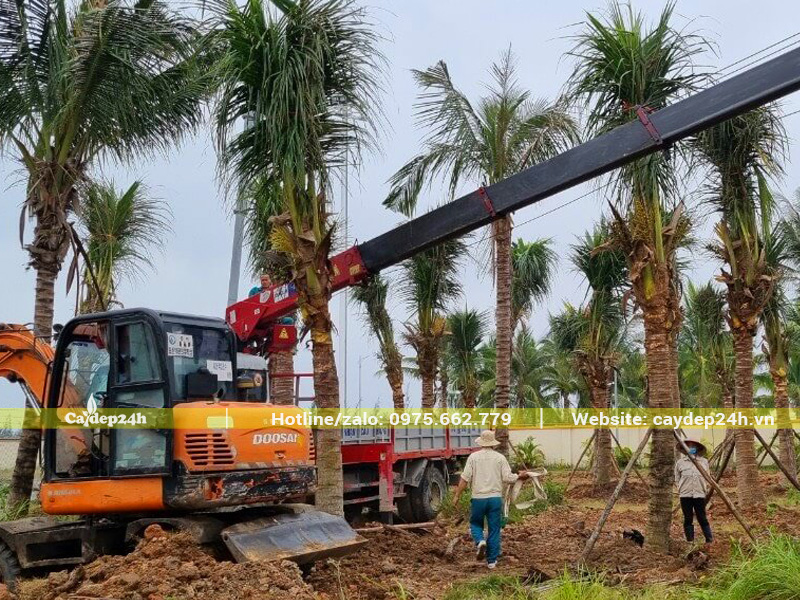 Tiến hành dâm ủ cây dừa công trình cho dự án tại Hà Nội