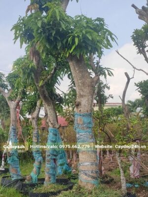 Xoài cổ thụ dâm ủ lâu năm