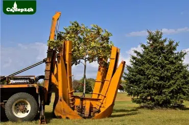 dịch vụ chặt hạ và di dòi cây xanh