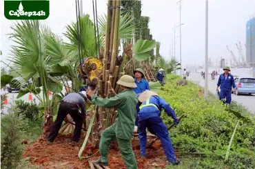 Dịch vụ trồng cây cảnh quan