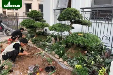 dịch vụ trồng cây gia đình