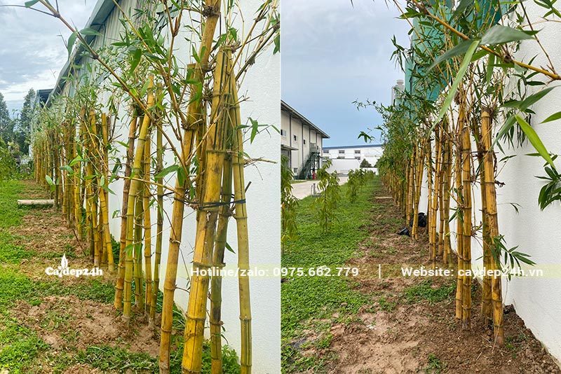 Dự án trồng Cây Tre Vàng khu công nghiệp tại Bình Dương khi bàn giao