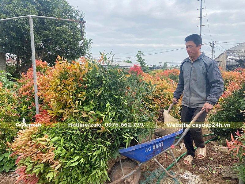 Thợ của nhà vườn đang chuyển cây ra xe