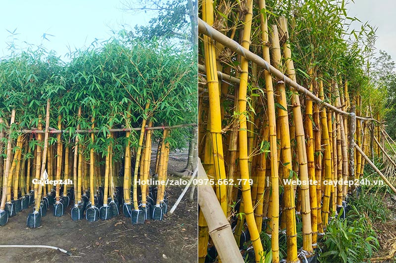 Tre Vàng đã dâm ủ được một thời gian dài, bộ lá đẹp và xanh tốt